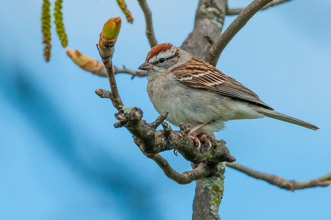 chipping sparrow