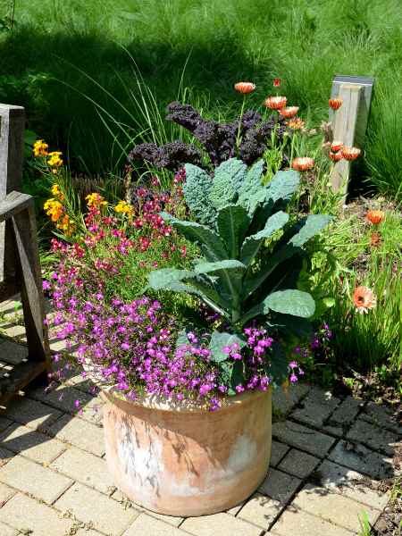 Kale planted among flowering annuals.