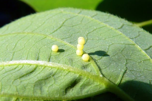 Long Tailed Skipper Eggs