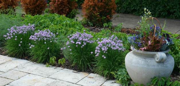 Flowering chives alongside a container filled with flowers and vegetables.