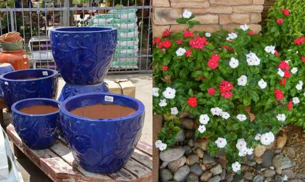 White and red vinca contrast beautifully with blue containers.