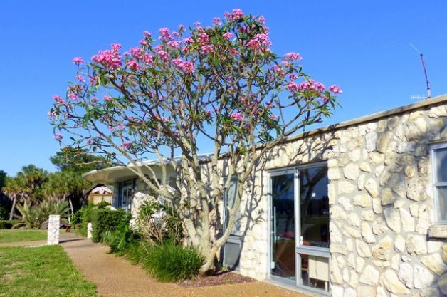 Plumeria