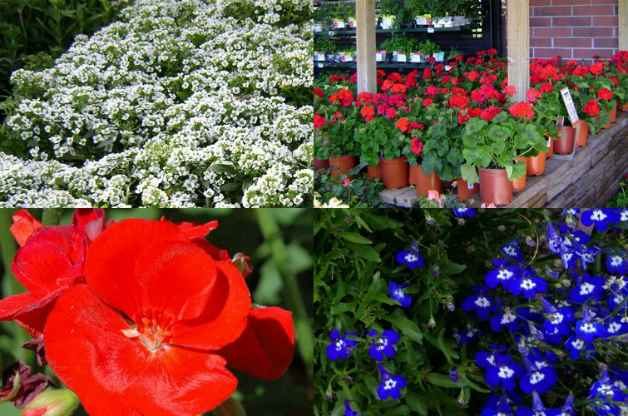 Red White and Blue Flowers