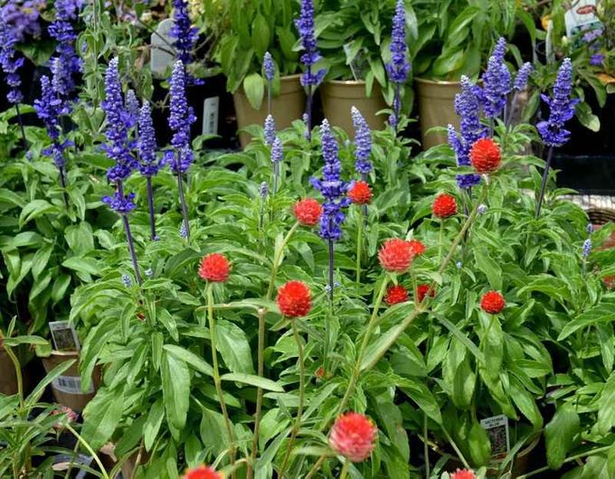 'Victoria Blue' salvia and red gomphrena