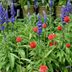 Planter Ideas: Red, White and Blue Flowers