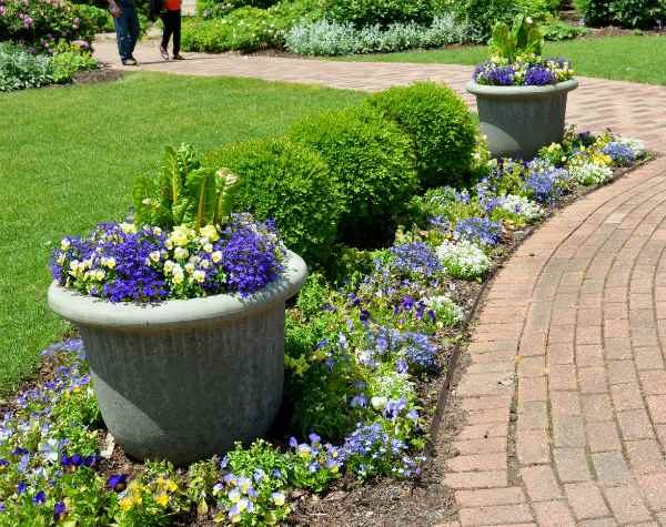 Violas, lobelia and Swiss chard in containers