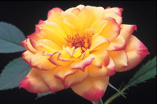 Top 10 Best Roses Rainbow’s End