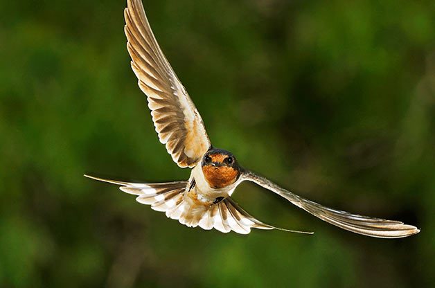 BORN IN A BARN Barn swallows (pictured here) are the most abundant swallows in the world. These songbirds used to nest in caves, but now build their nests in the eaves of barns and other structures.