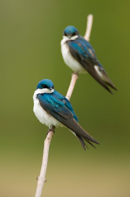 GREAT TO BE BLUE Tree swallows (pictured here) have a beautiful blue sheen to their feathers. Adult females are almost as colorful as males. Juveniles are more brown overall.