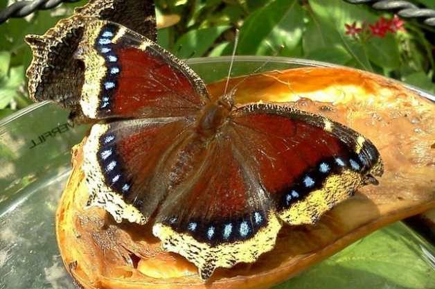 Attracting Butterflies with Fruit