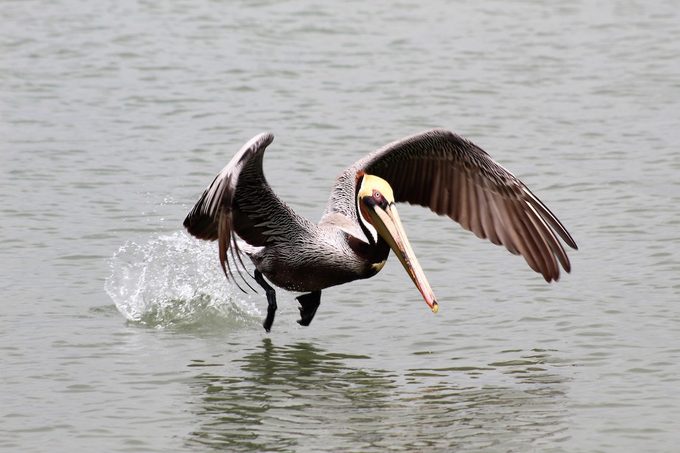 brown pelican, beach birds