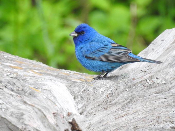 indigo bunting