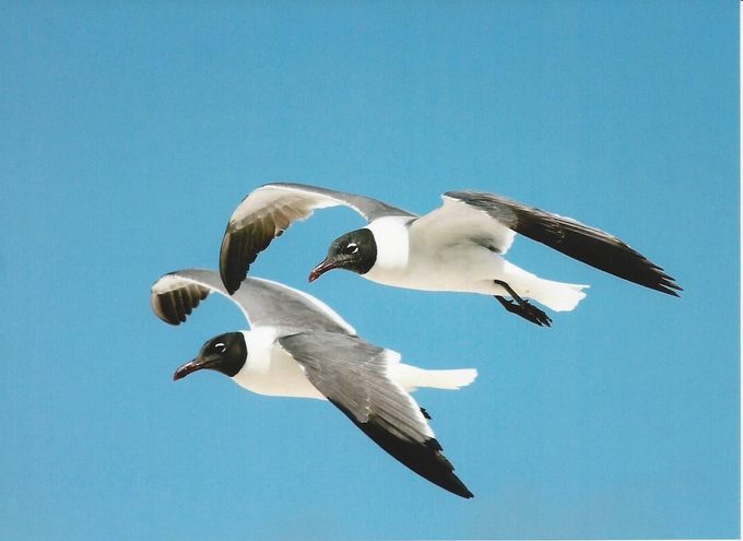 laughing gulls, beach birds