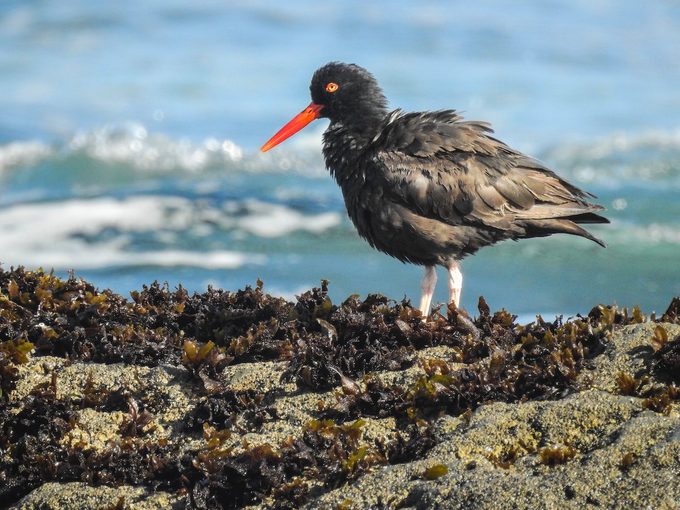 black oystercatcher, beach birds