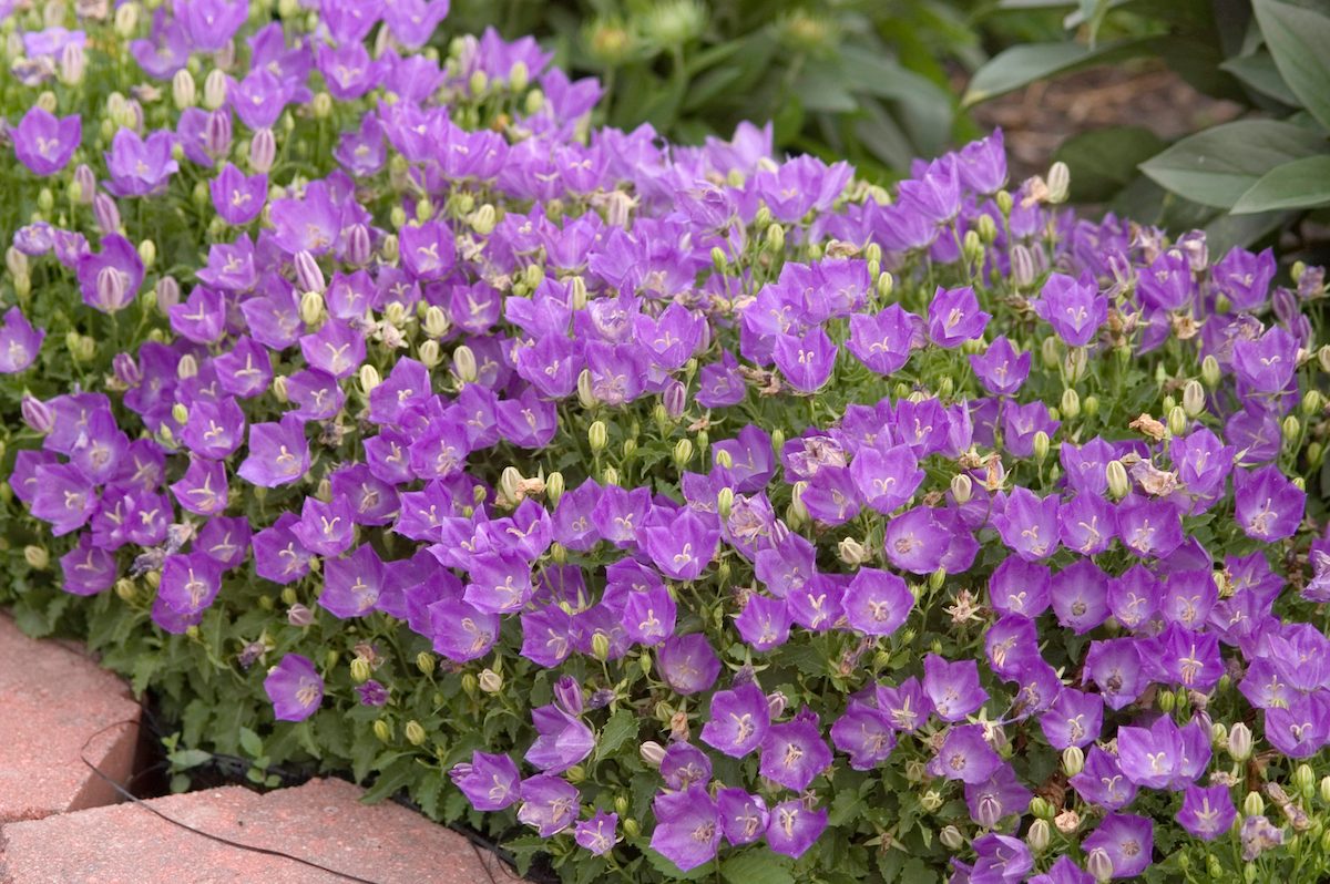 purple flowers ground cover Bellflower