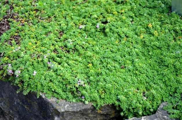 Doretta Klaber Thyme