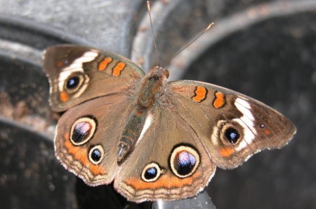 Eyespots in the Butterfly Garden