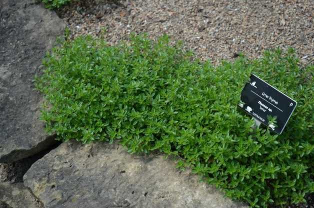 lime thyme