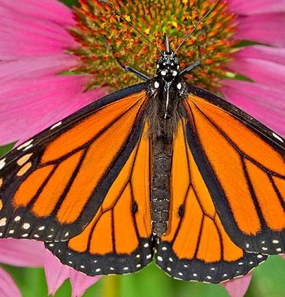 butterflies on coneflower
