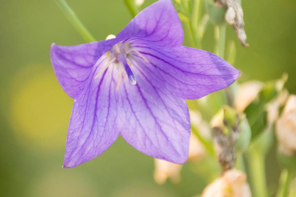 balloon flower