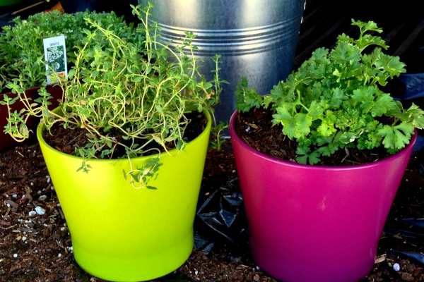 thyme and parsley