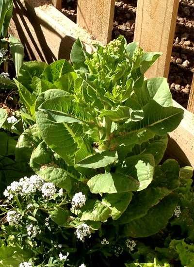 Romaine lettuce going to seed.