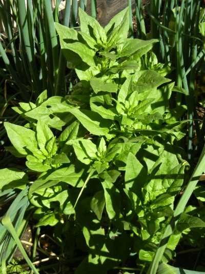 spinach that has bolted