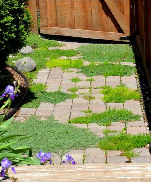 thyme as ground cover