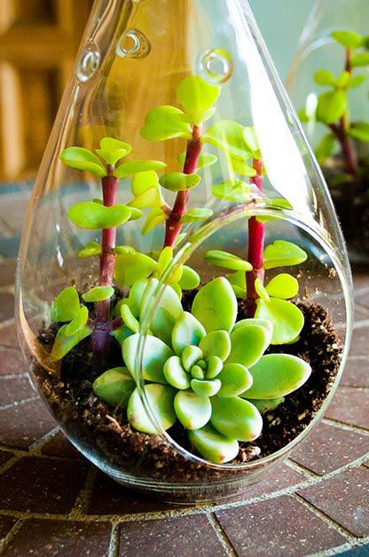 Drought Tolerant Succulents