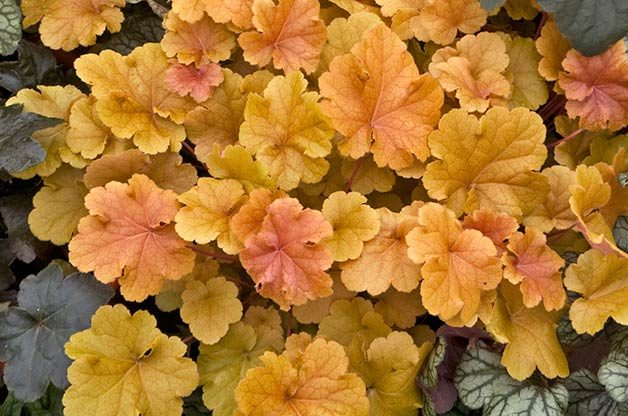 Shade Garden Ideas : Coral bells