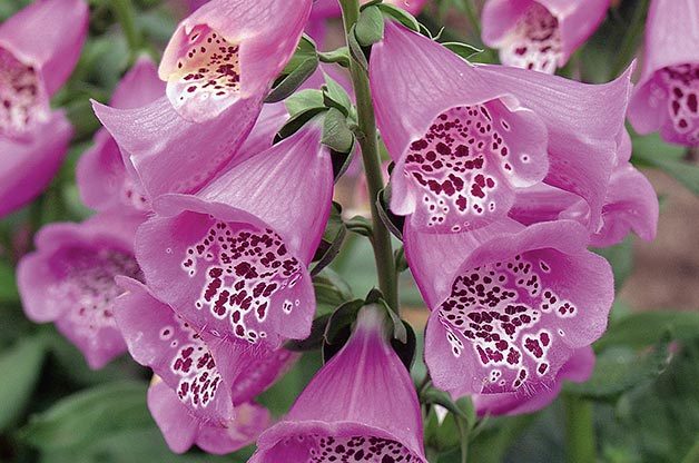 Shade Garden Ideas : Foxglove