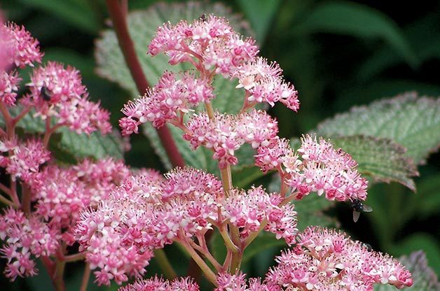 shade loving plants