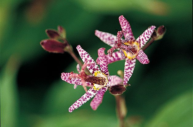 Shade Garden Ideas : Toad lily