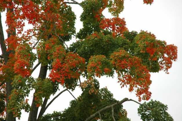 autumn leaves