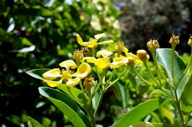 Drought Tolerant Butterfly Vine