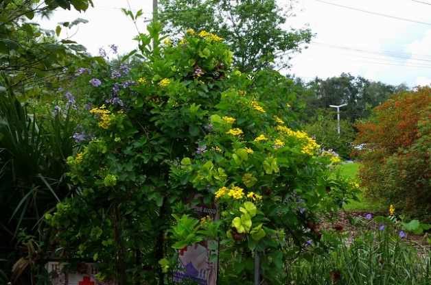 Drought Tolerant Butterfly Vine