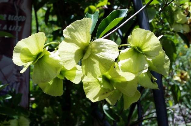 Drought Tolerant Butterfly Vine