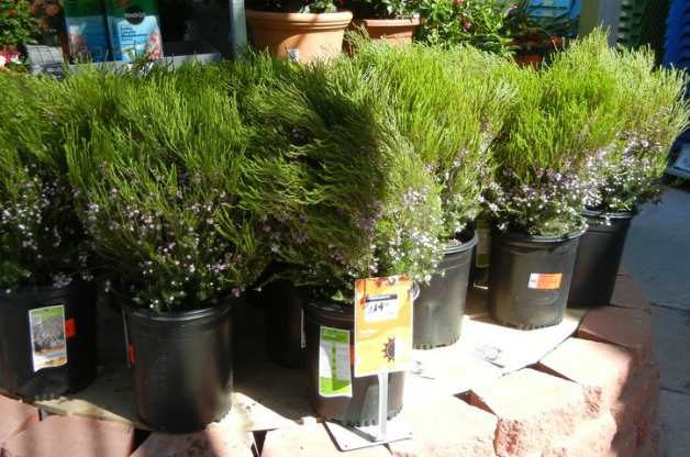 nursery plants