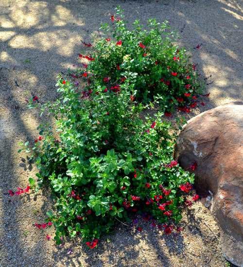 Red Autumn Sage