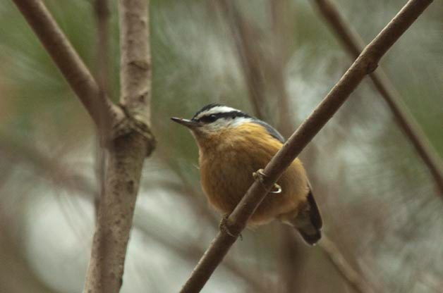 I love when Red-breasted Nuthatches arrive at my feeders. I'm hoping that this is a year filed with them!