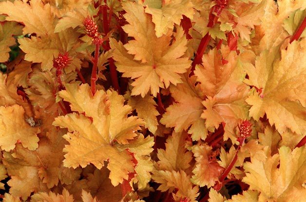 Coral Bells