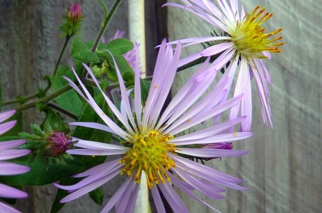 Short Day Plants Aster