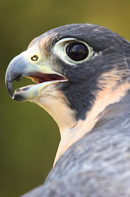 Fall Birding Locations on the East Coast