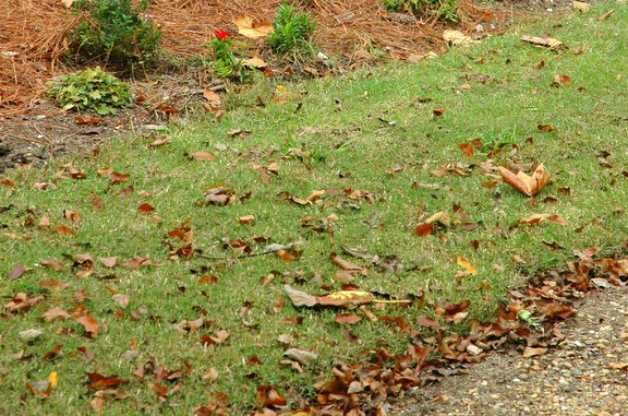 how to mulch leaves