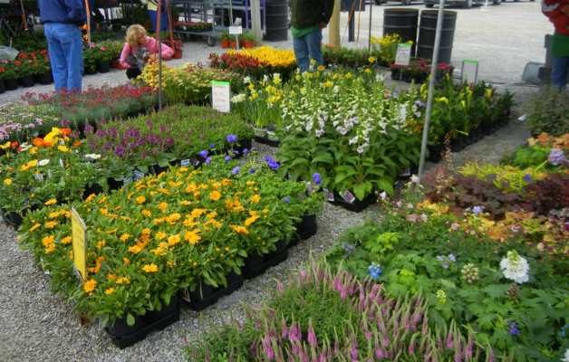 nursery plants