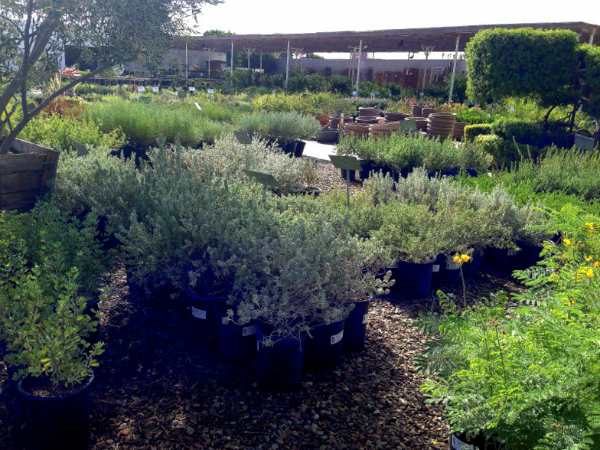 nursery plants