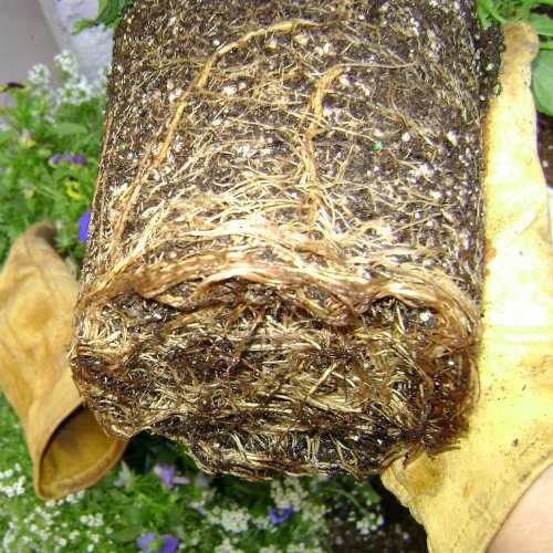 root bound plants