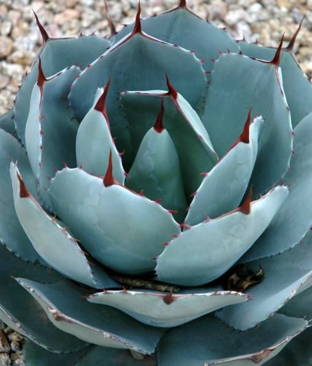agave plant