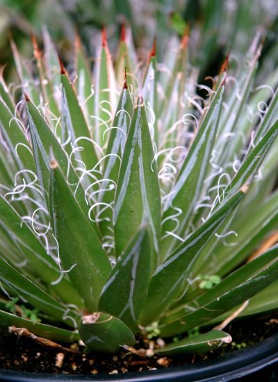 drought tolerant plant