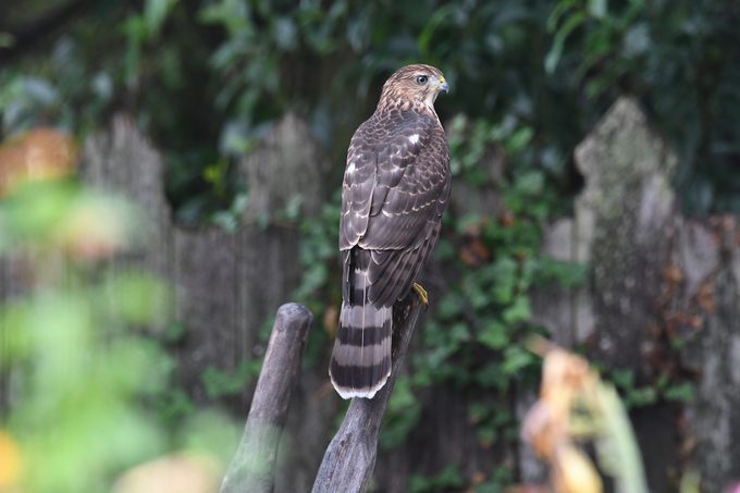 Cooper's hawk
